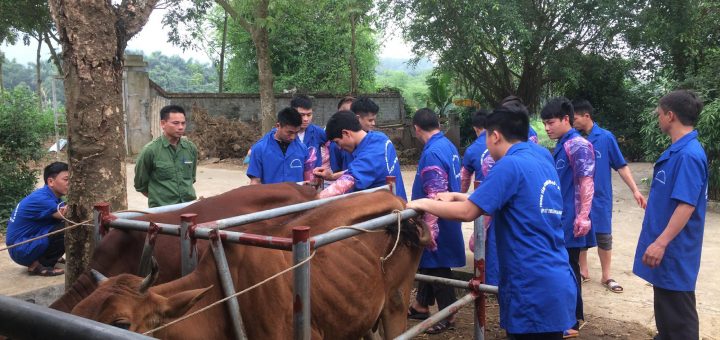 NSNN hỗ trợ đào tạo, tập huấn kỹ thuật phối giống nhân tạo gia súc